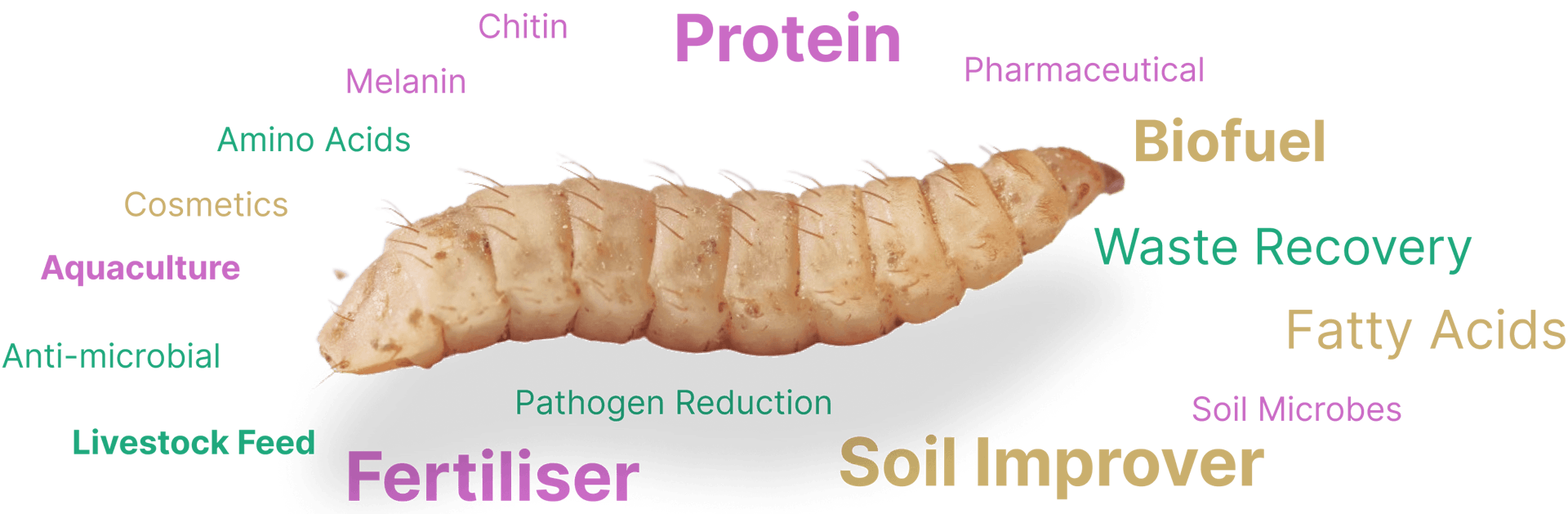 wordcloud-larvae - Chitin,Protein,Melanin,Pharmaceutical,Amino,Cosmetics,Aquaculture,Anti-microbial,Pathogen Reduction,Livestock Feed Fertiliser,Biofuel,Waste Recovery,Fatty-acids,Soil Microbes,Soil Improver