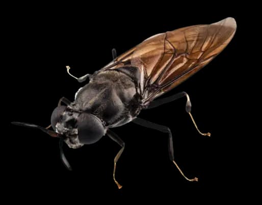 black-soldier-fly