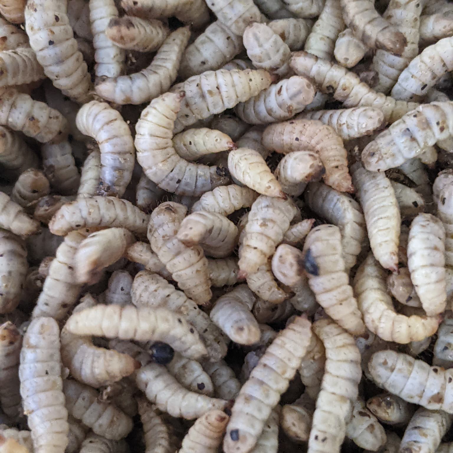 Small Scale Drying Methods for Black Soldier Fly Larvae