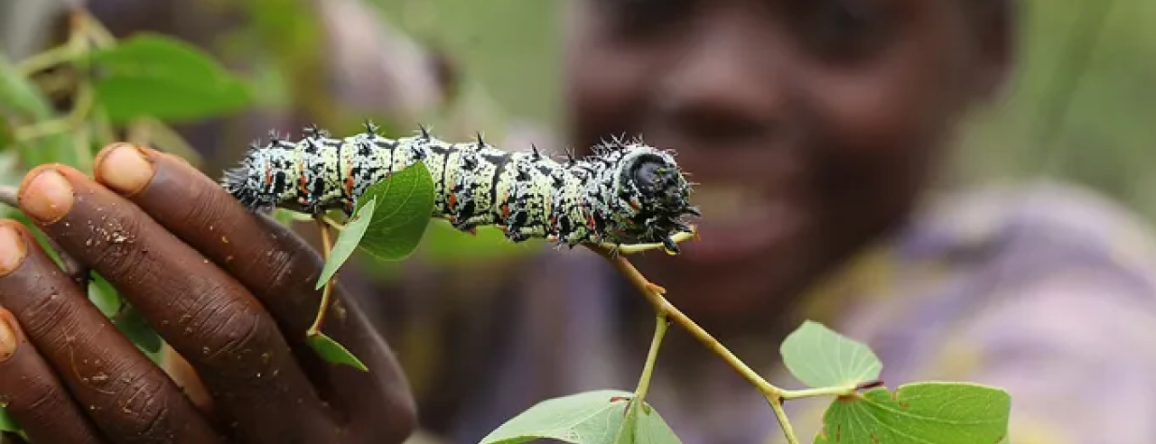 1st Edible Insect Conference of Africa