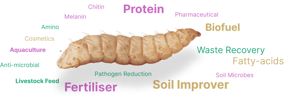Tiny Insects, Huge Impact