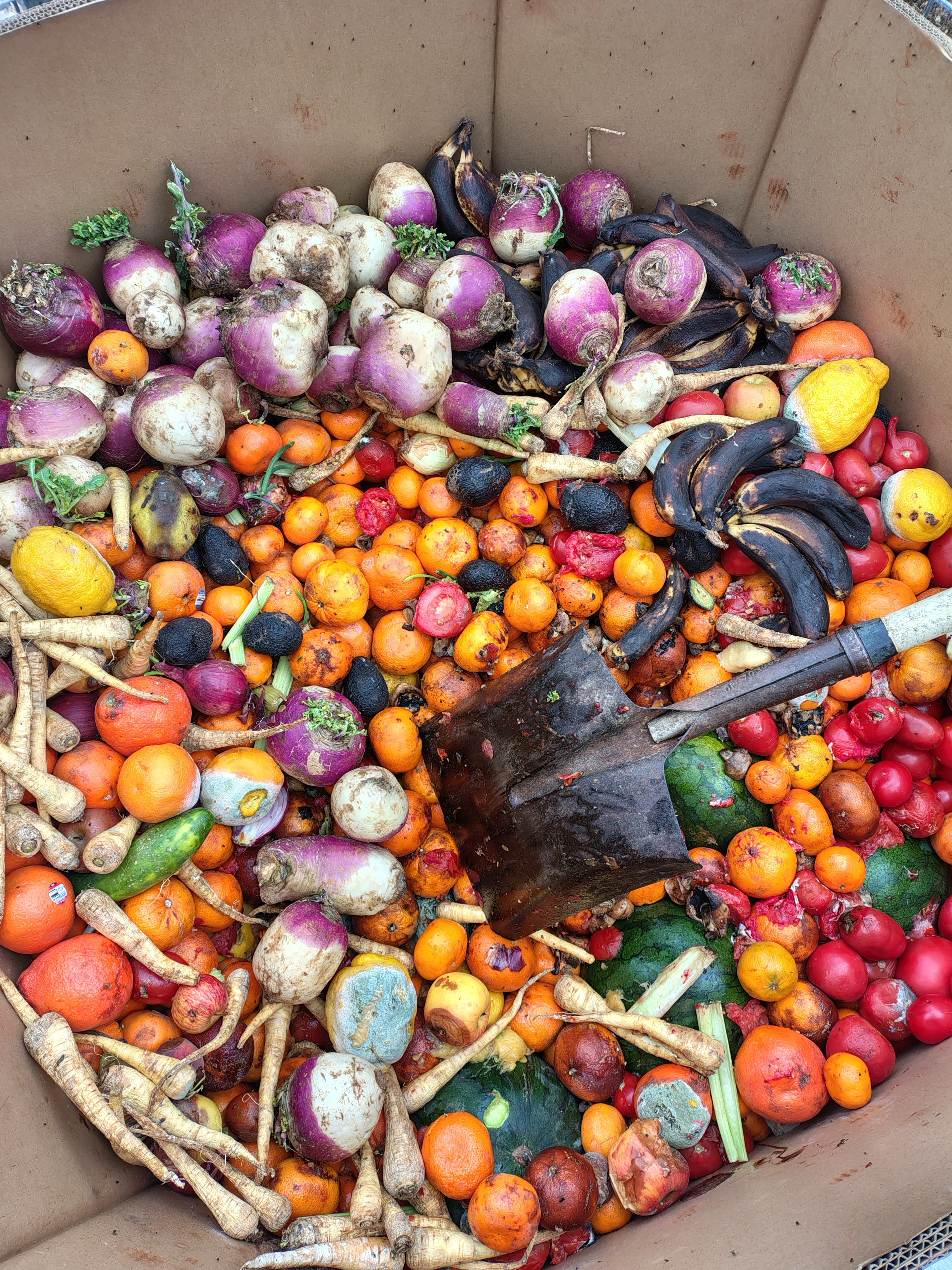 Insect Bioconversion – An important cog in the Circular Economy