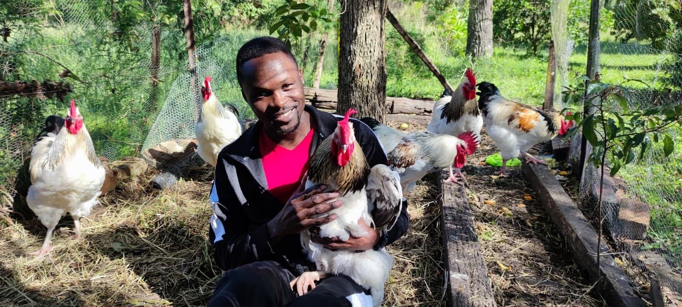 BSFL: A Tiny Bug with a Big Impact on Chicken Gut Health