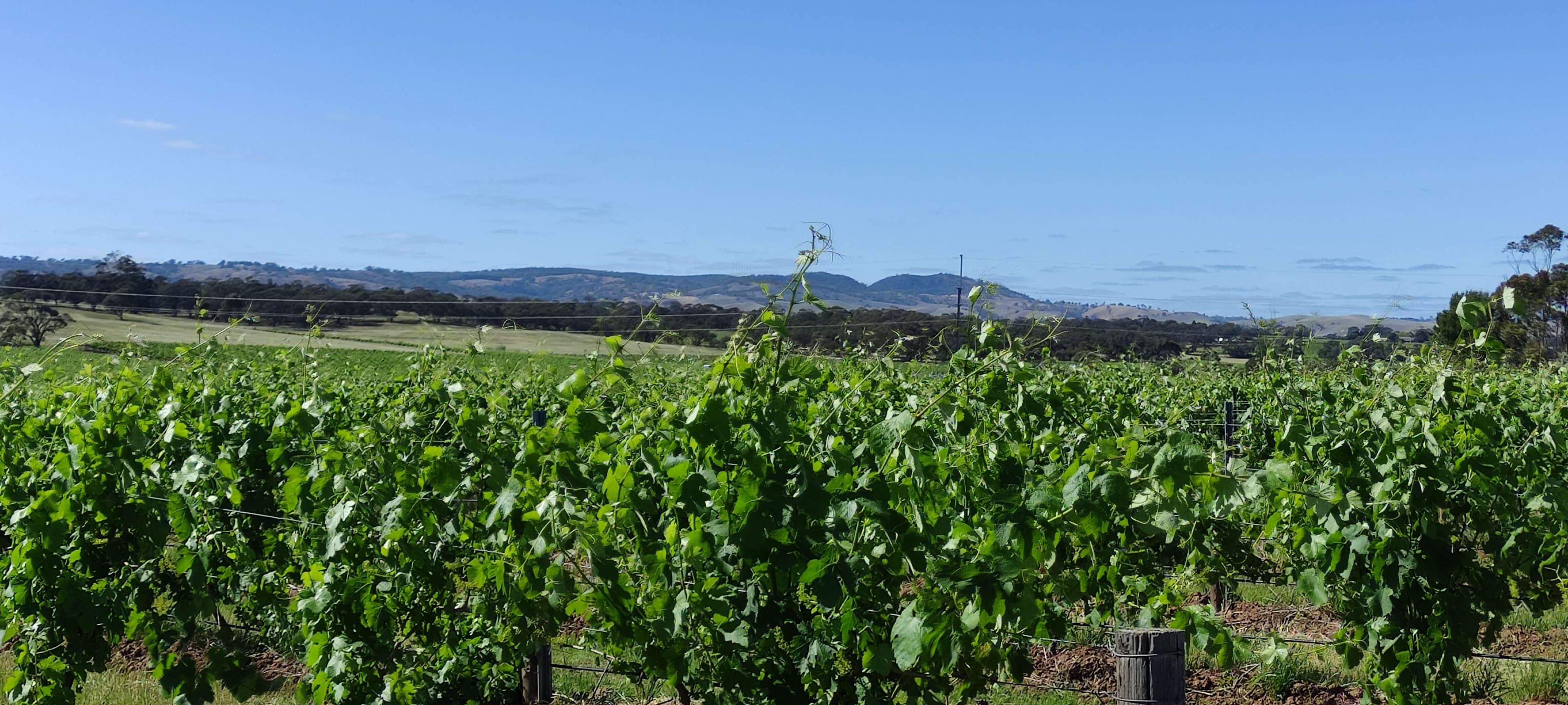 Closing the Loop: How Black Soldier Fly Larvae Are Revolutionizing Viticulture